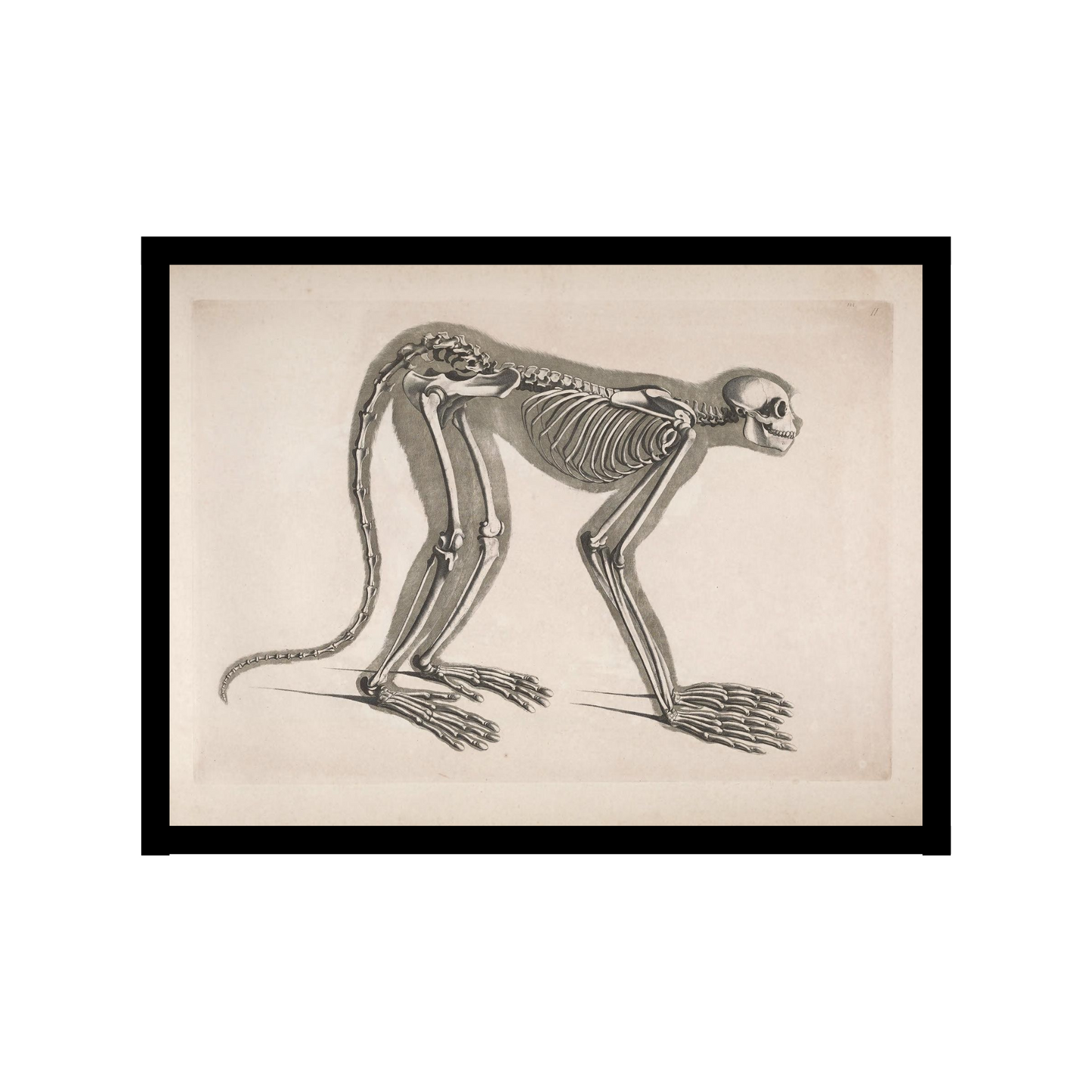 Tree Monkey Skeleton Poster