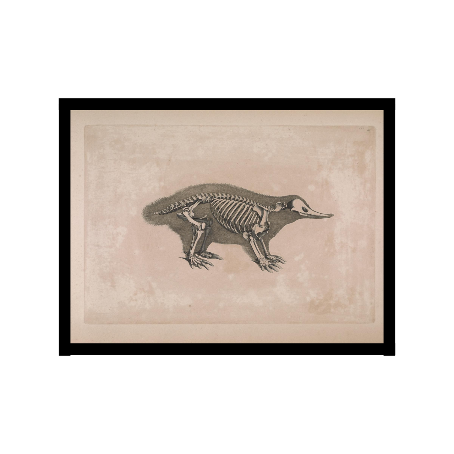 Platypus Skeleton illustration Poster