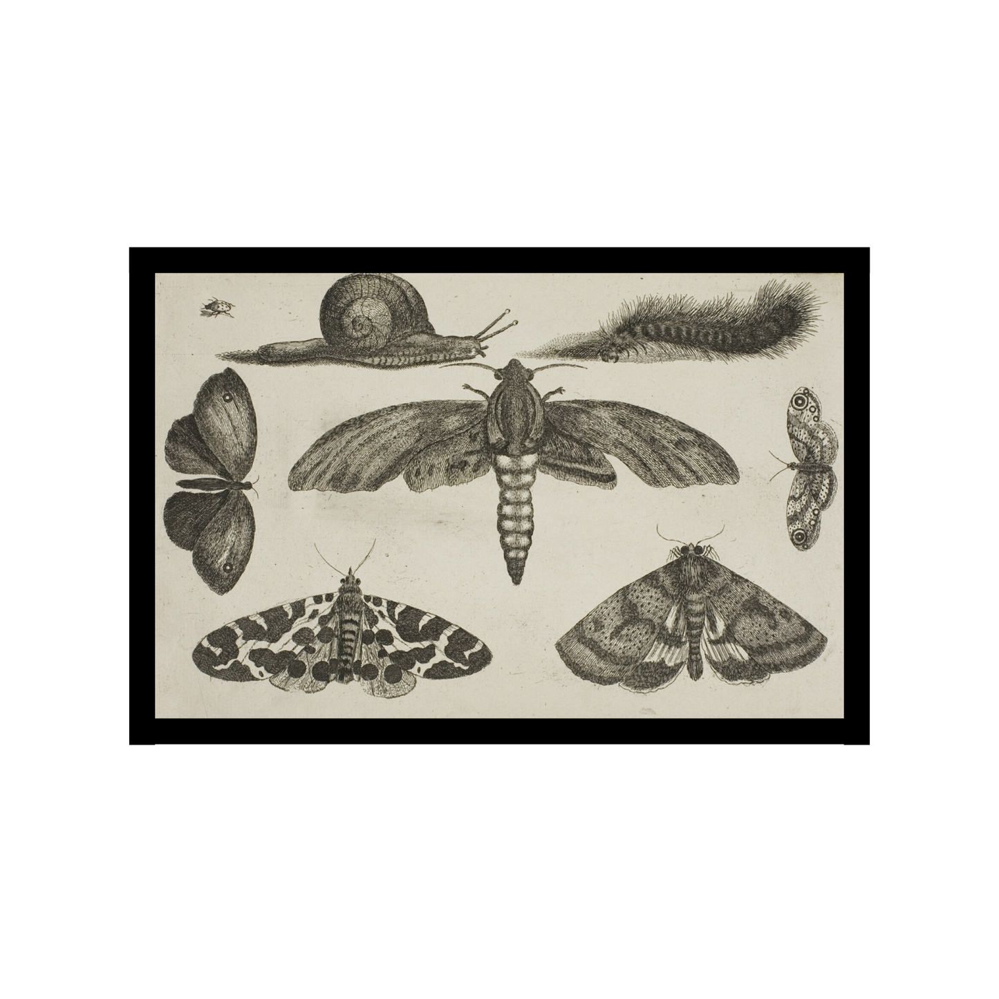 Moth Famiy poster