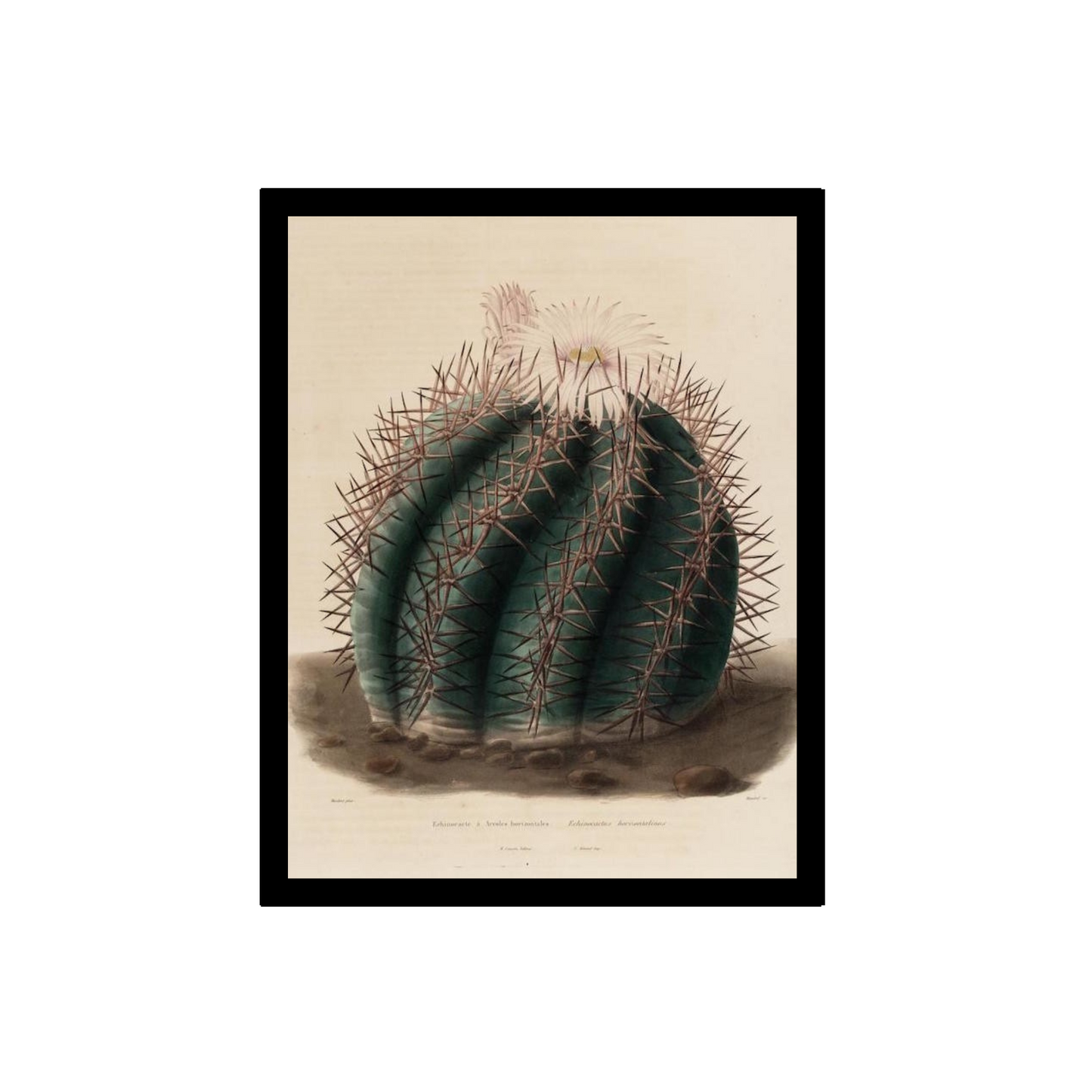 Barrel cactus illustration