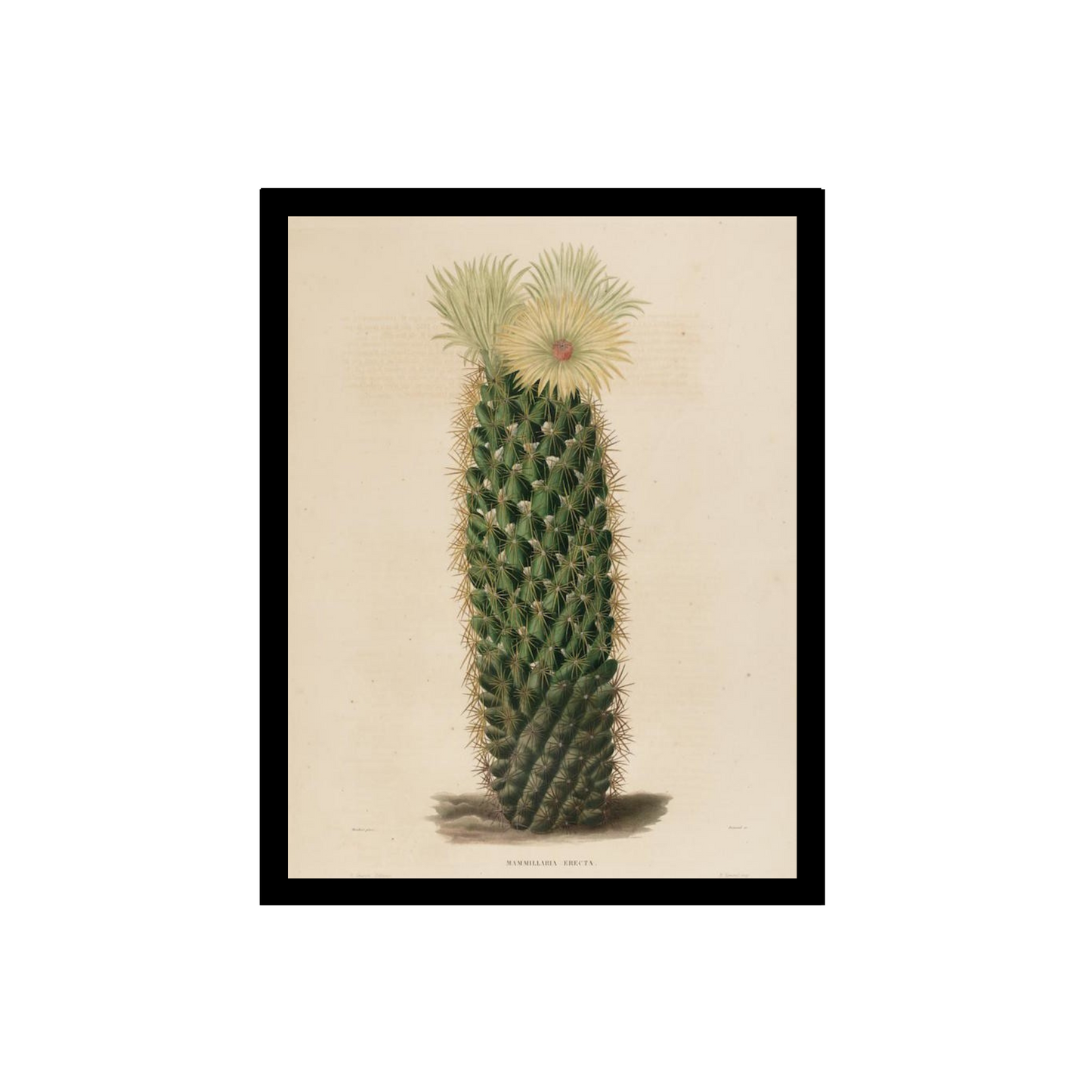 Echinocactus illustration