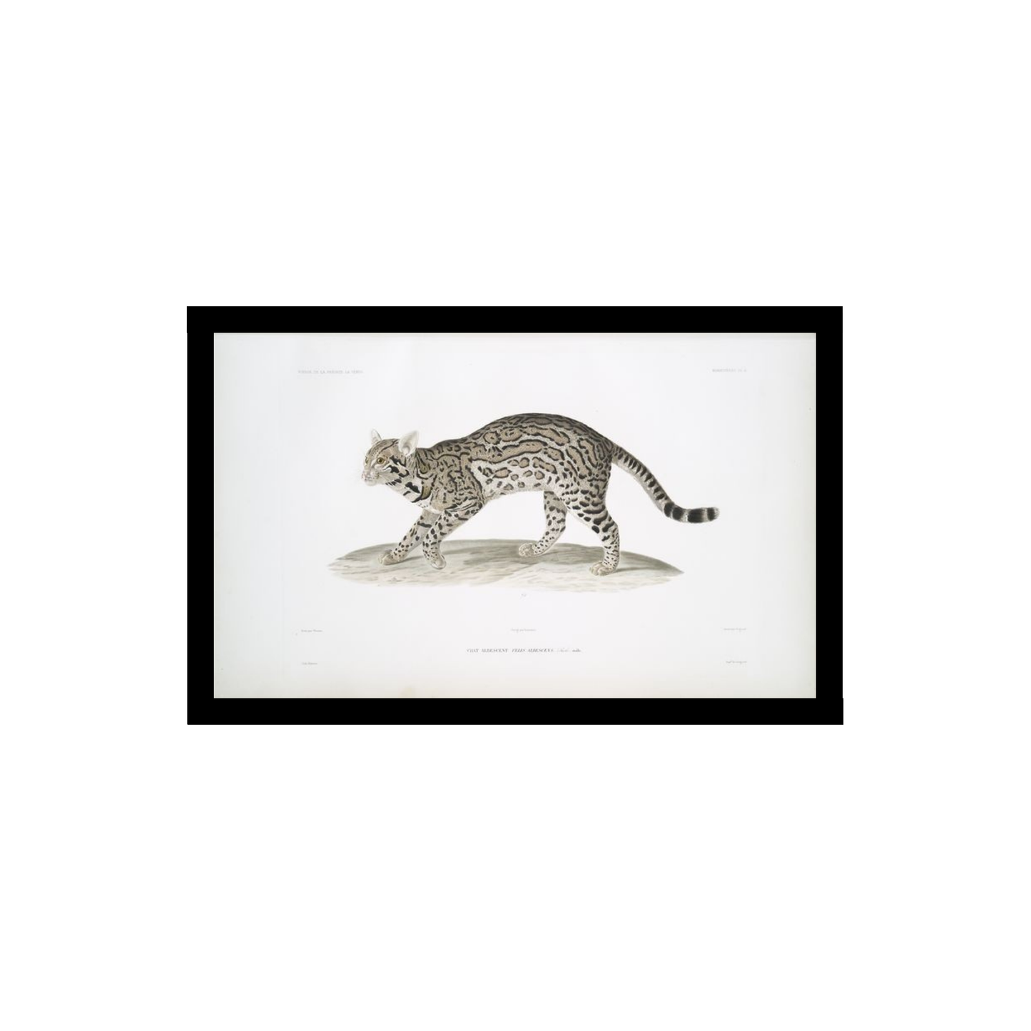 Margay illustration