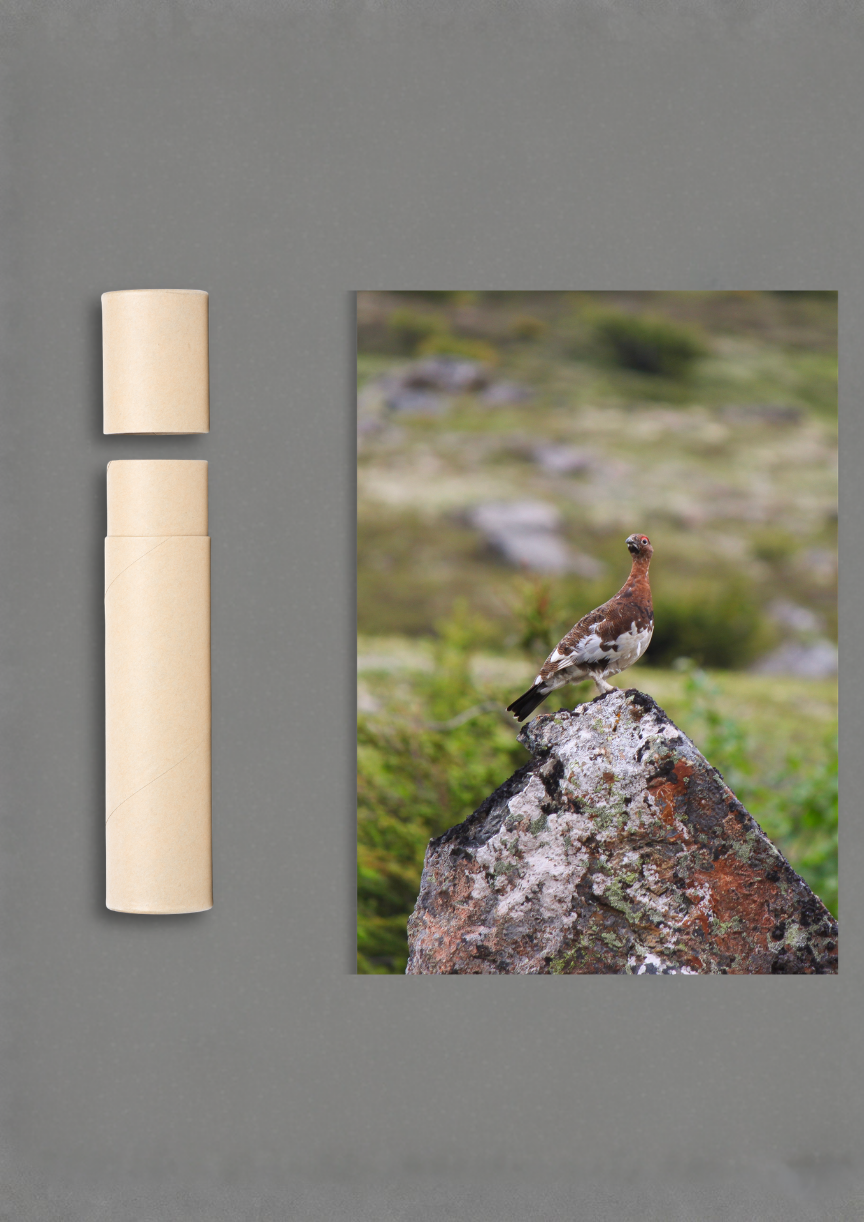 Ptarmigan