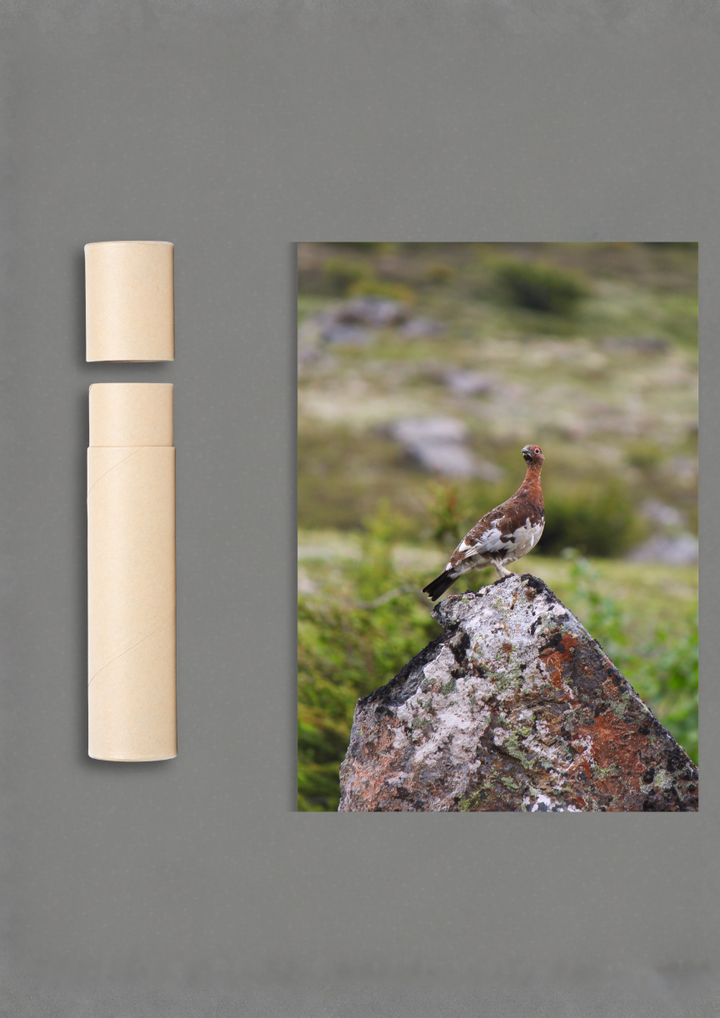 Ptarmigan