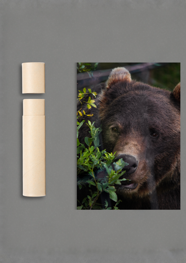 A bear necessity