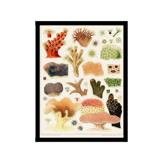 Coral Family illustration poster