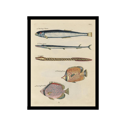 Tropical Fish Poster