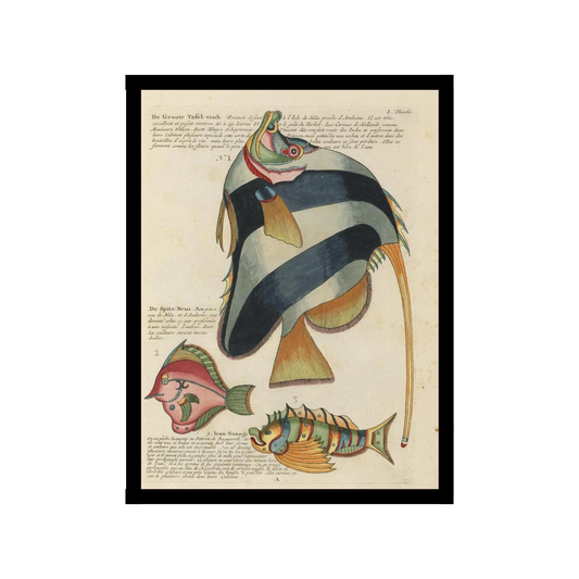Angel fish illustration poster