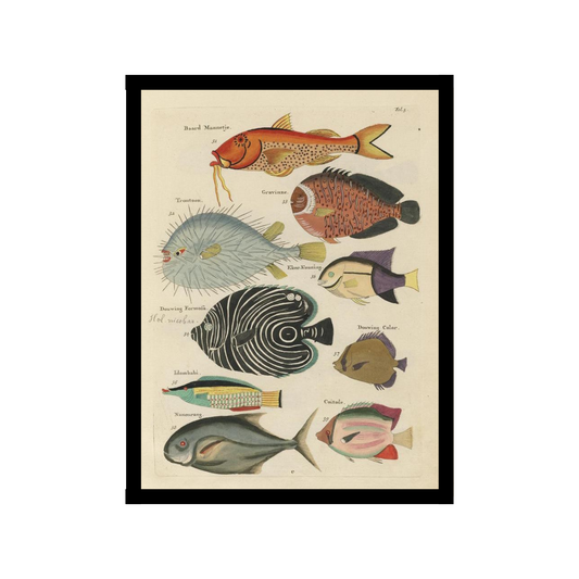 Tropical fish illustration Poster