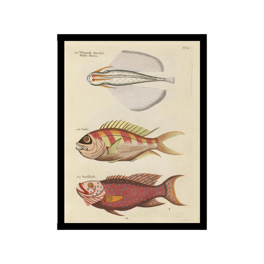 White Seaslug poster