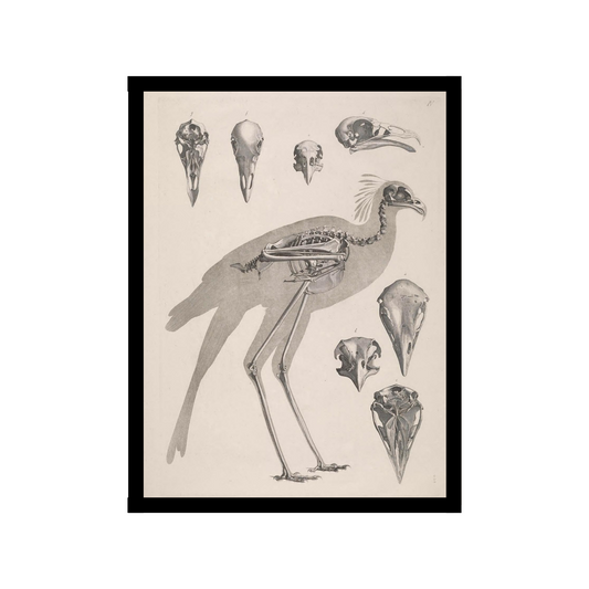 Secretarybird skeleton poster