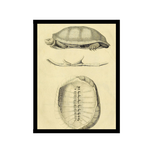 Tortoise shell poster