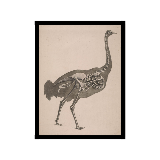 Ostrich Skeleton poster
