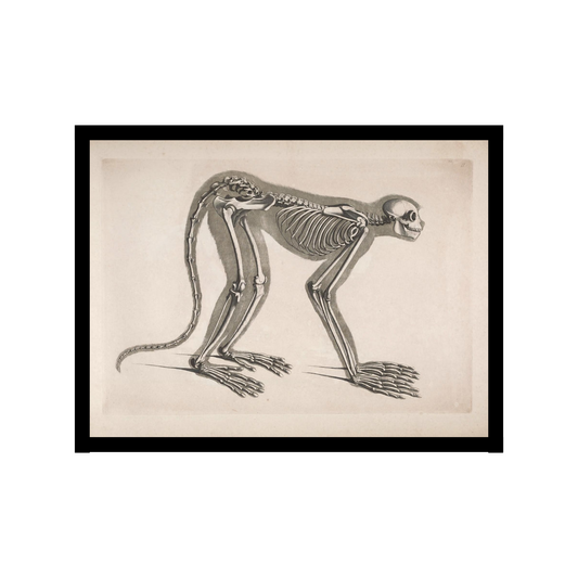 Tree Monkey Skeleton Poster