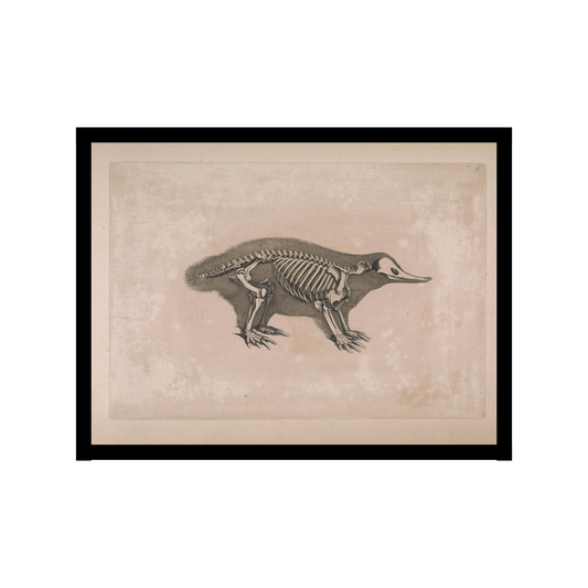 Platypus Skeleton illustration Poster