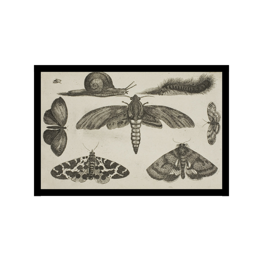 Moth Famiy poster