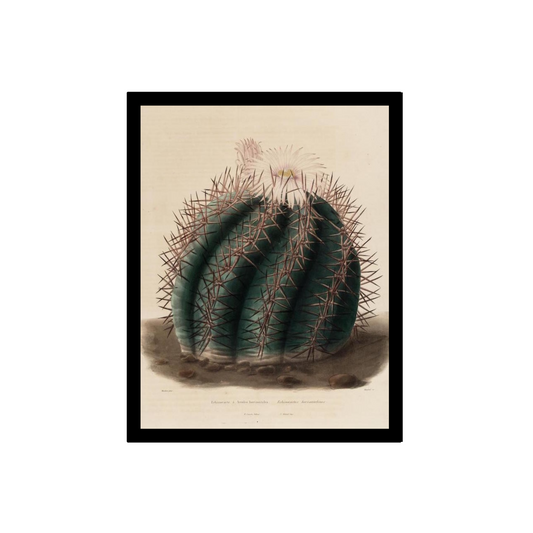 Barrel cactus illustration