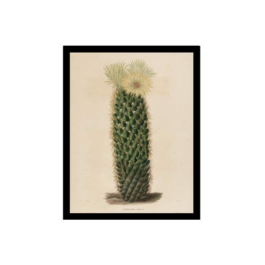 Echinocactus illustration
