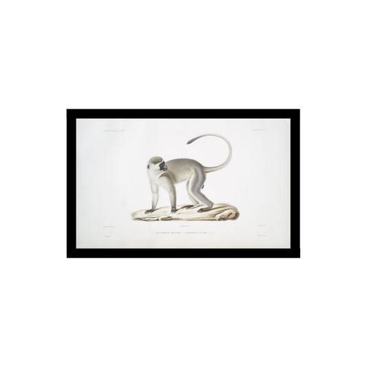 Vervet monkey illustration