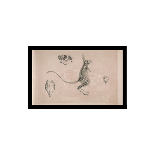 Jerboa skeleton illustration