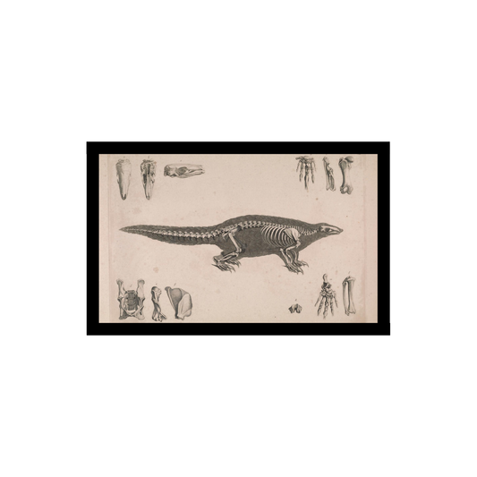 Armadillo skeleton illustration