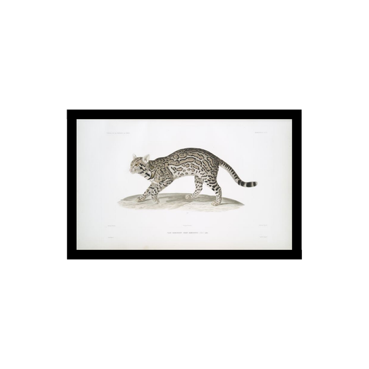 Margay illustration