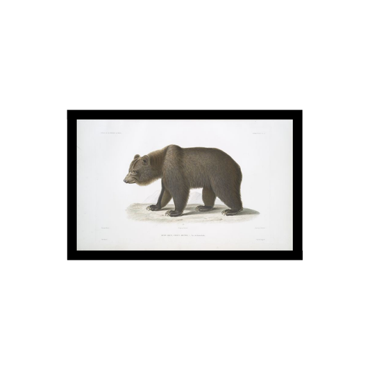 Brown bear illustration