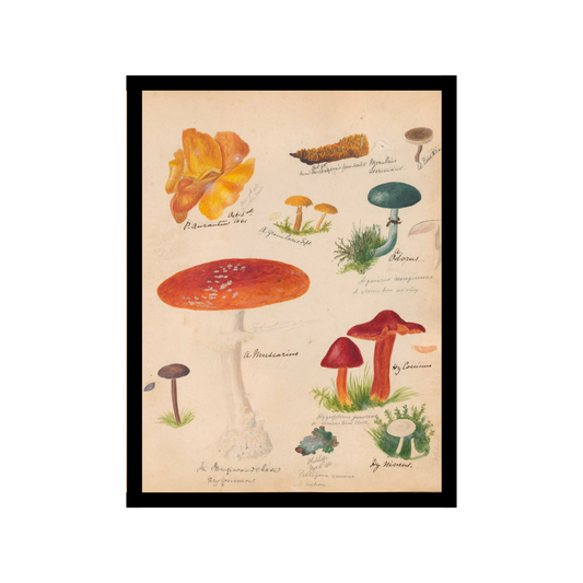 Fungi Family illustration poster