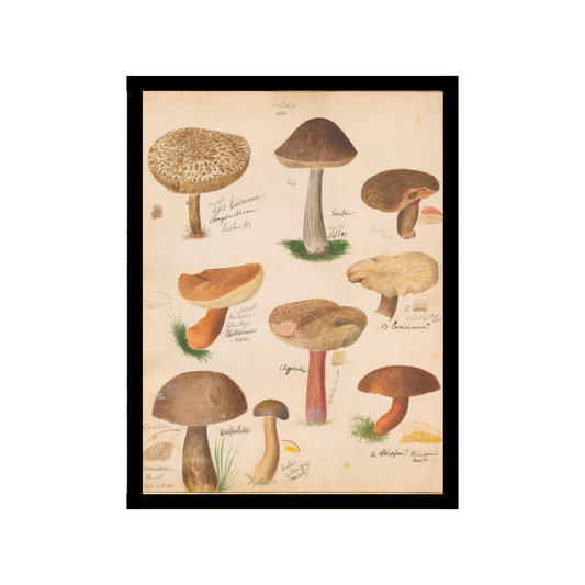 Muschroom (Fungi) Family illustration
